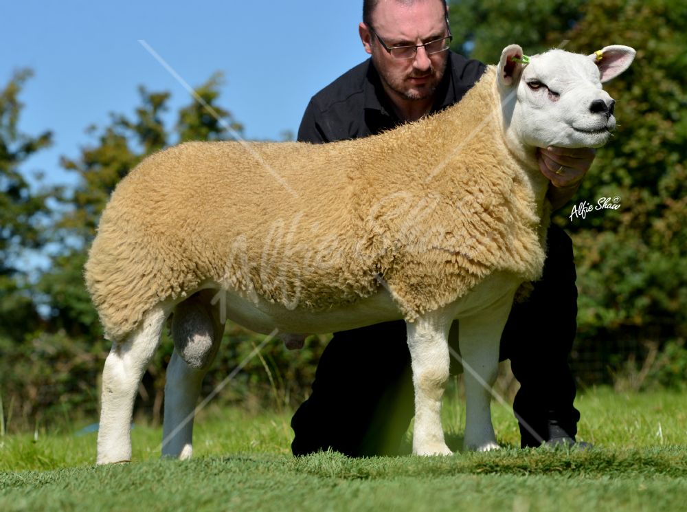 Llyfni Vidal - WHA1400569 purchased in Lanark 2014 for 2,200gns.